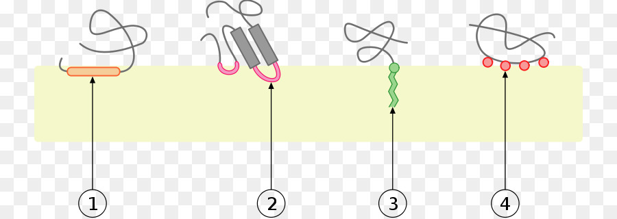 Integral Monotopic Proteína，As Membranas Celulares PNG