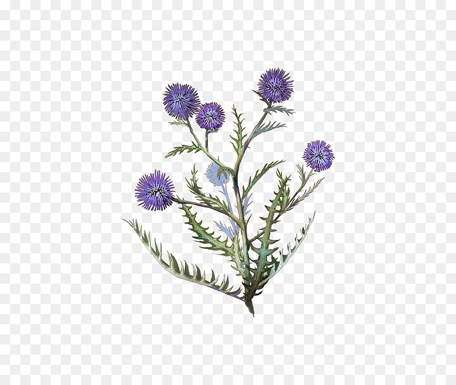 Planta De Haste，Thistle PNG