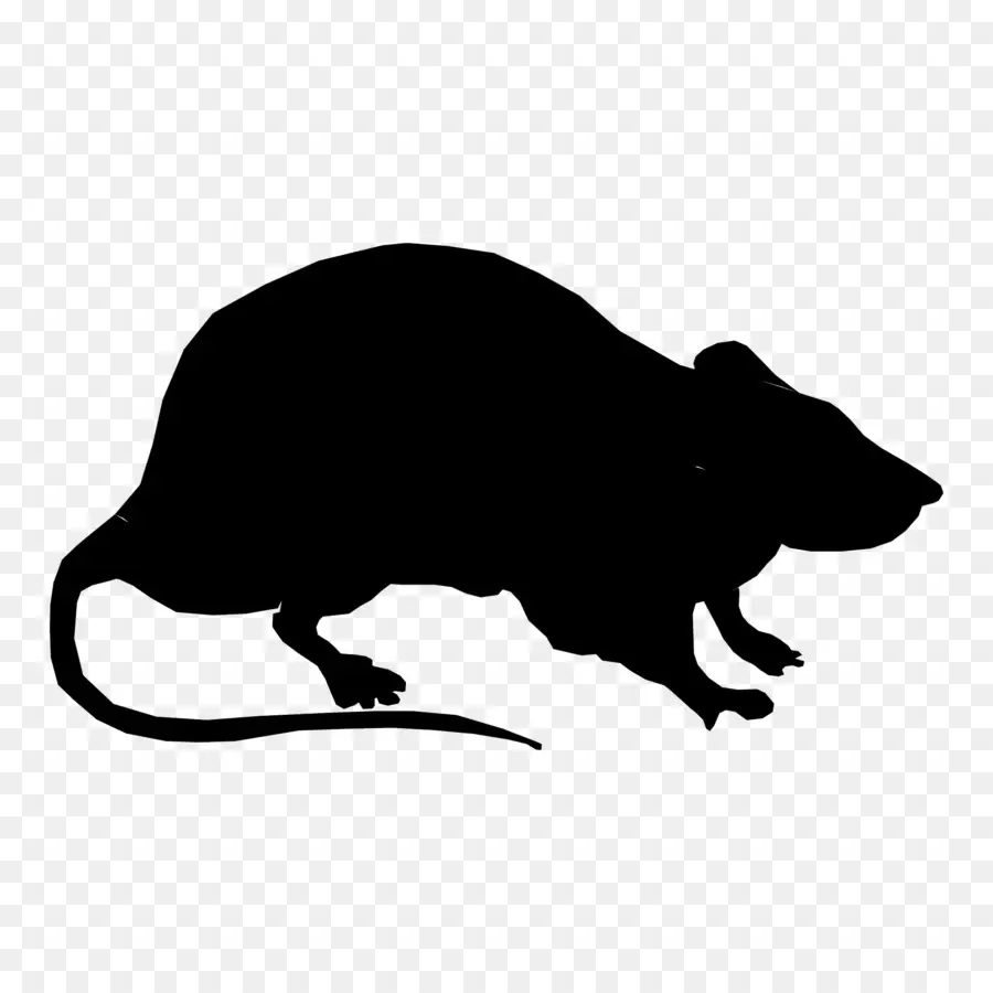 Rat，Roedores PNG