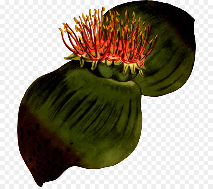 Flor，Frutas PNG