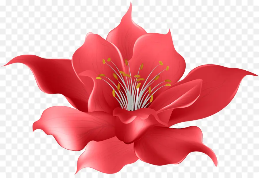 Flores Decorativas，Flor PNG