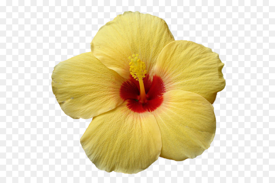 Flor De Hibisco，Flor PNG