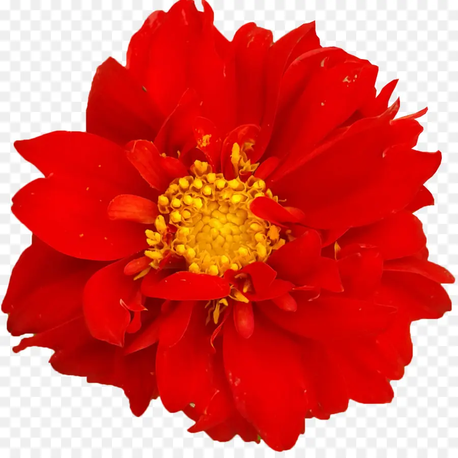 Flor Vermelha，Florescer PNG