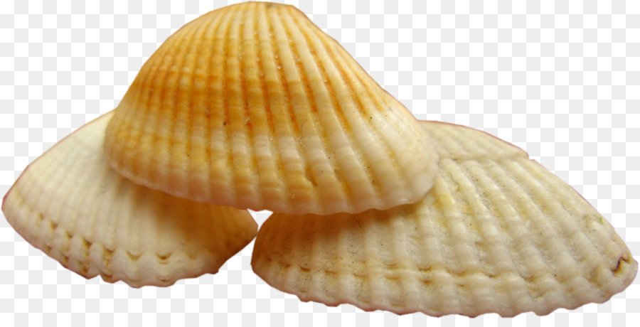 Berbigão，Clam PNG