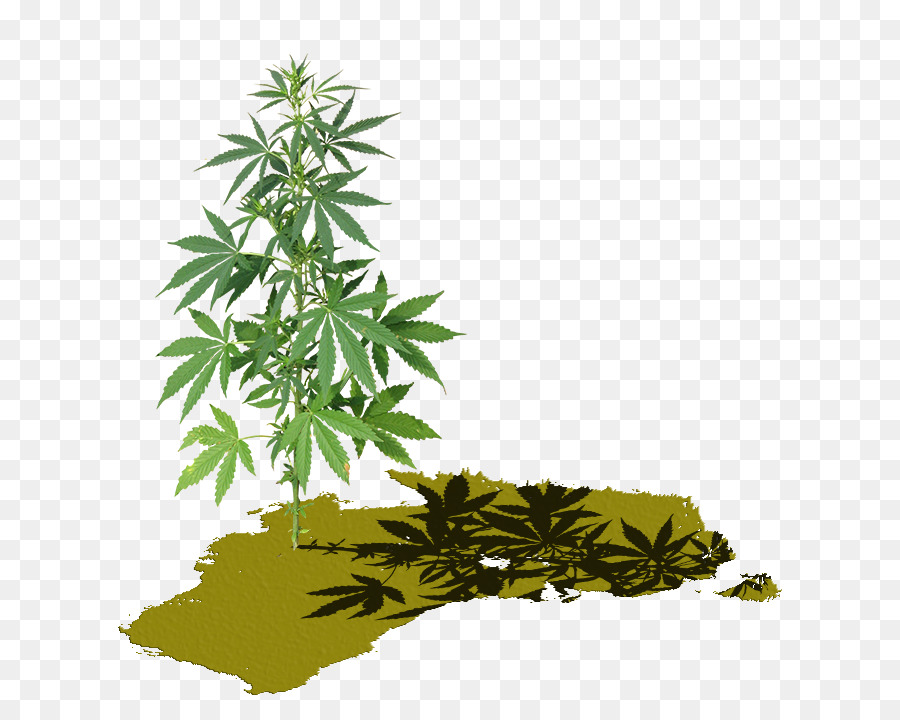 Cannabis，Imagem PNG