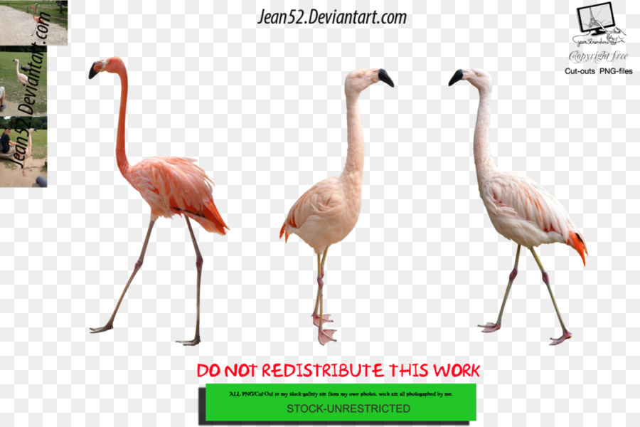 Flamingos，Aves PNG