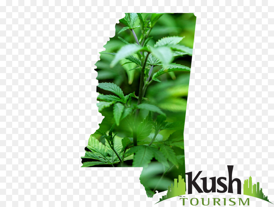 Cannabis，Maine PNG