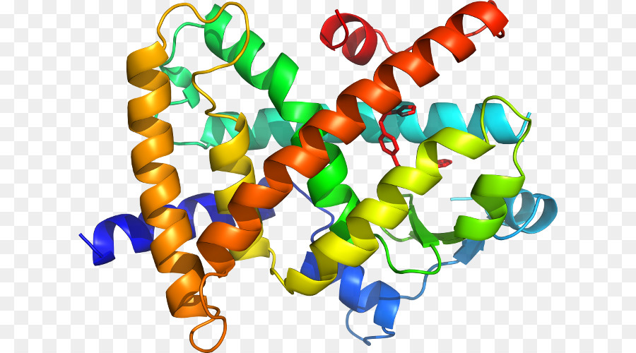 Estrutura Proteica，Biologia PNG