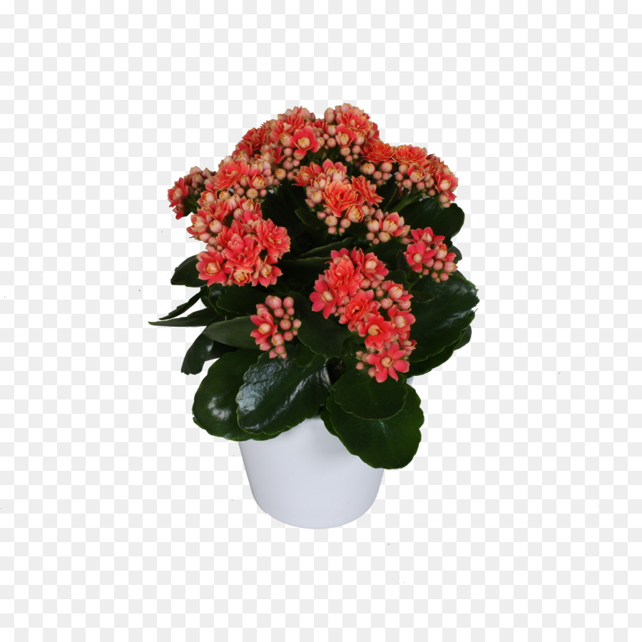 Flores Vermelhas，Pote PNG