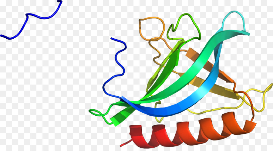 Proteína，Molécula PNG