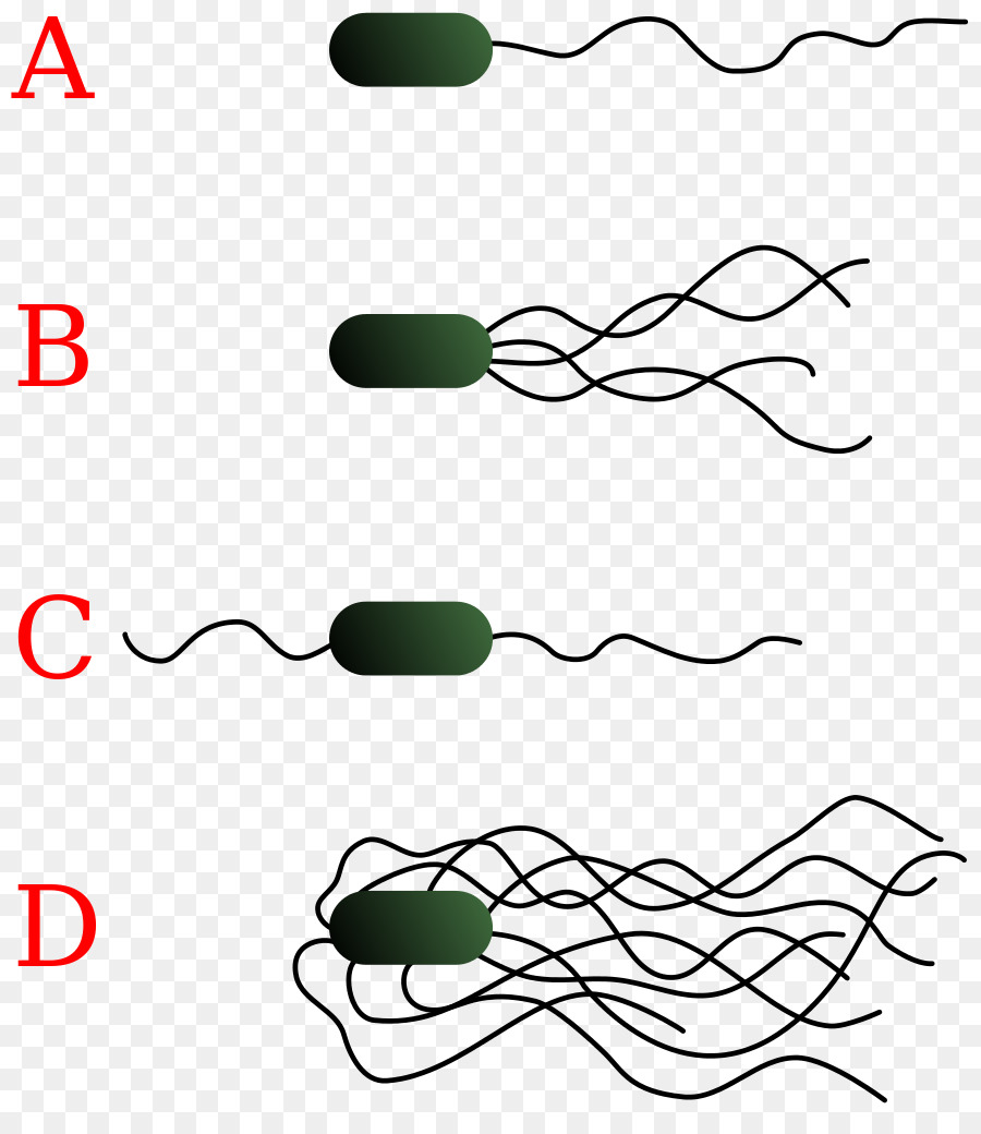 A E Coli，Bactérias PNG