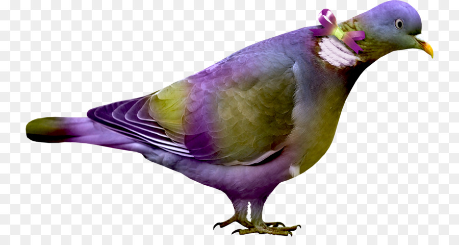 Pombo，Colorido PNG