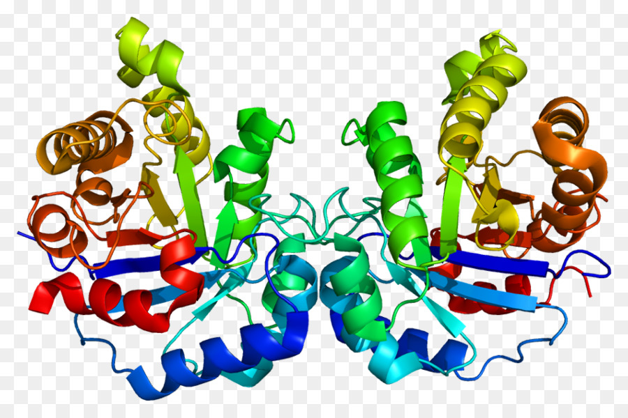 Hepatotoxicidade，Fígado PNG