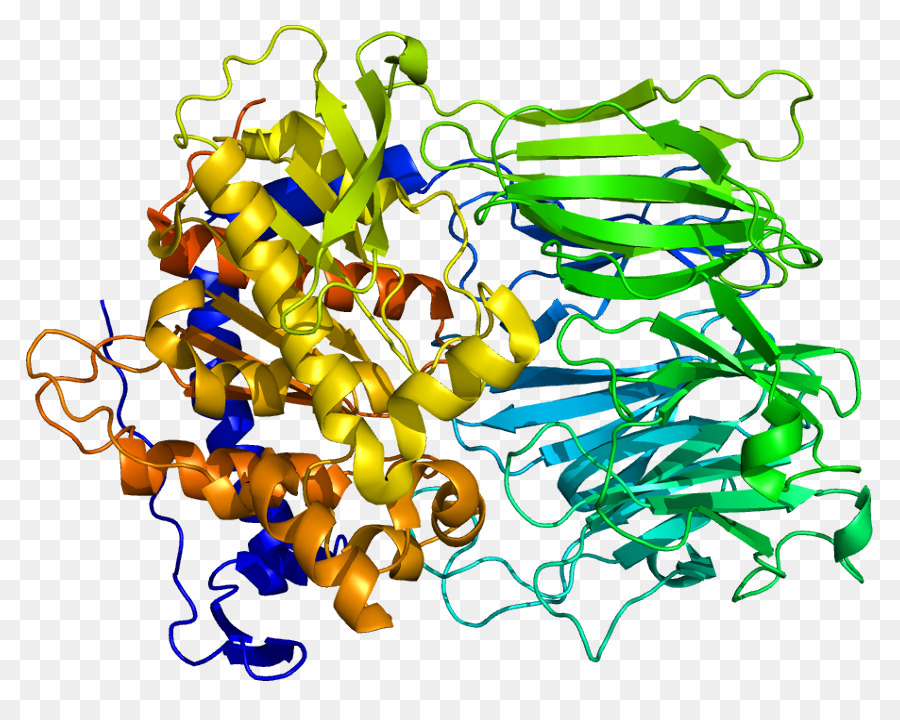 Prolop Endopeptidase，Endopeptidase PNG