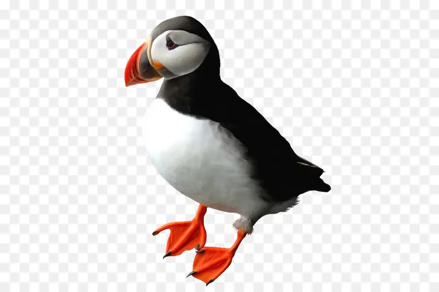 Puffin，Penguin PNG