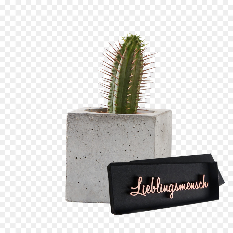 Cactus，Matemática PNG