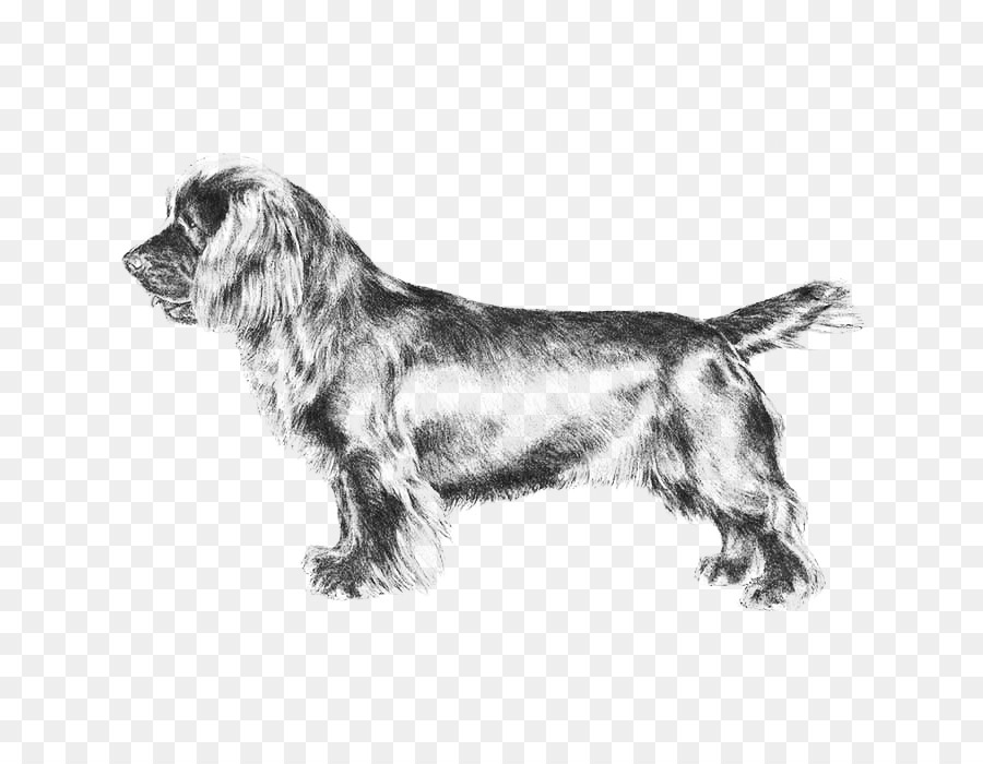 Campo Spaniel，Sussex Spaniel PNG