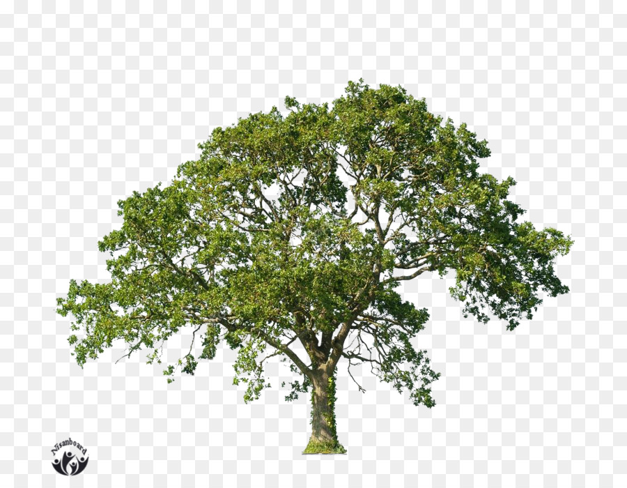 Arbormax árvore Serviço，árvore De Cuidados PNG