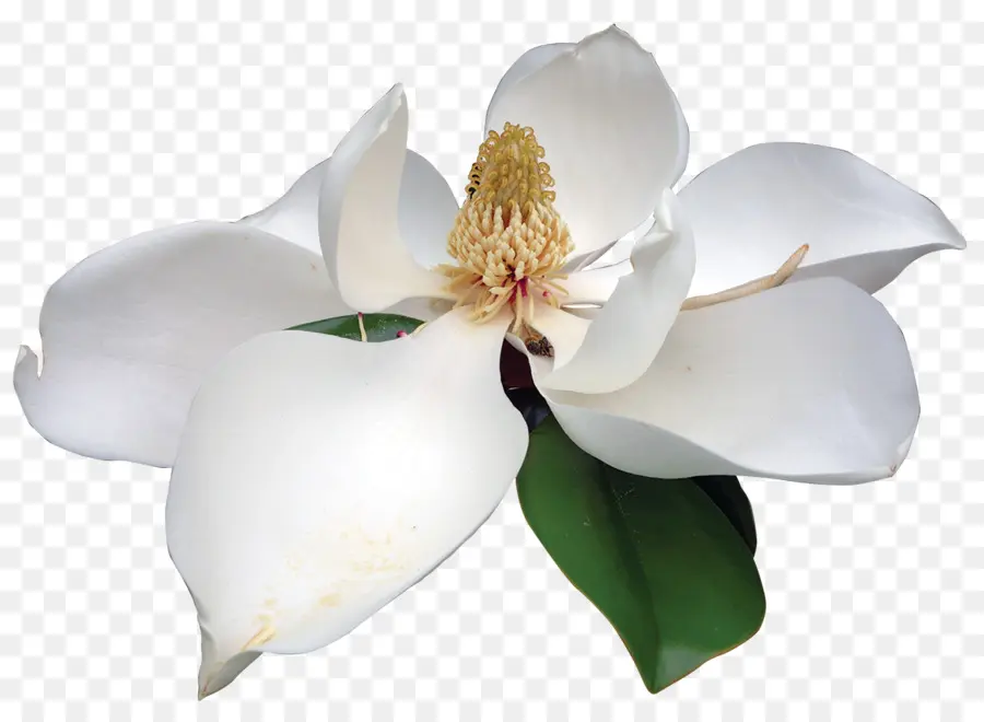 Sul Magnolia，Flor PNG