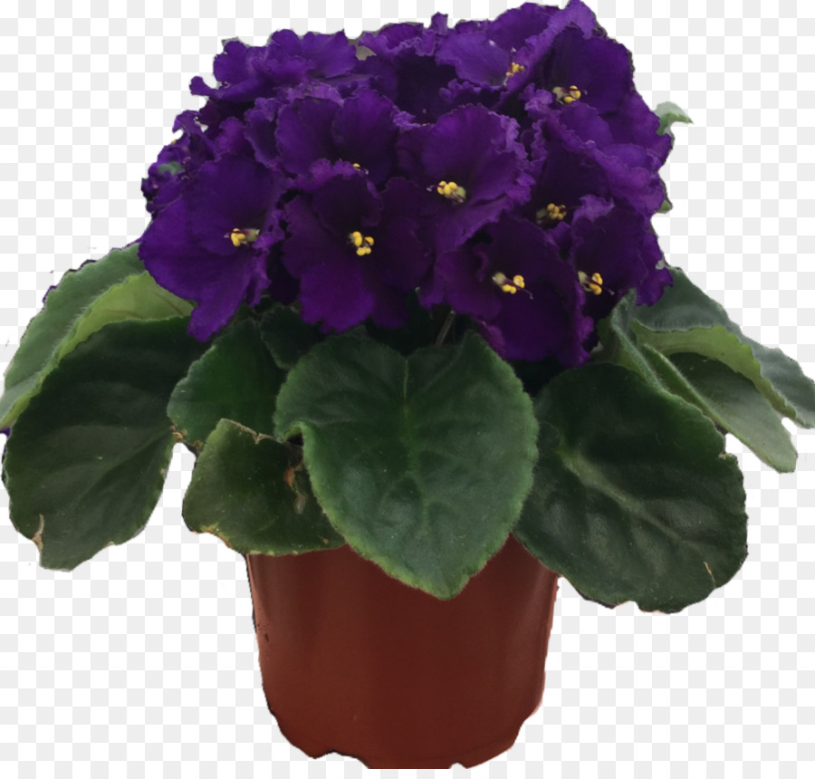 Flowerpot，Planta De Casa PNG