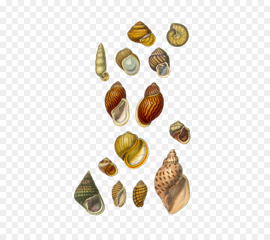Conquiliologia，Seashell PNG