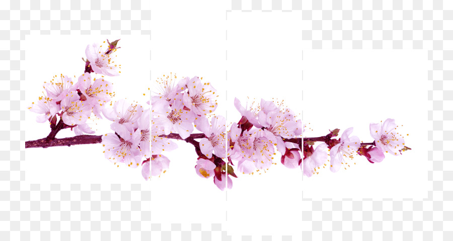 Blossom，Fotografia De Stock PNG