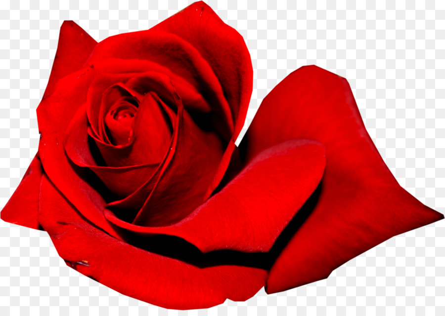 Rosa Vermelha，Florescer PNG