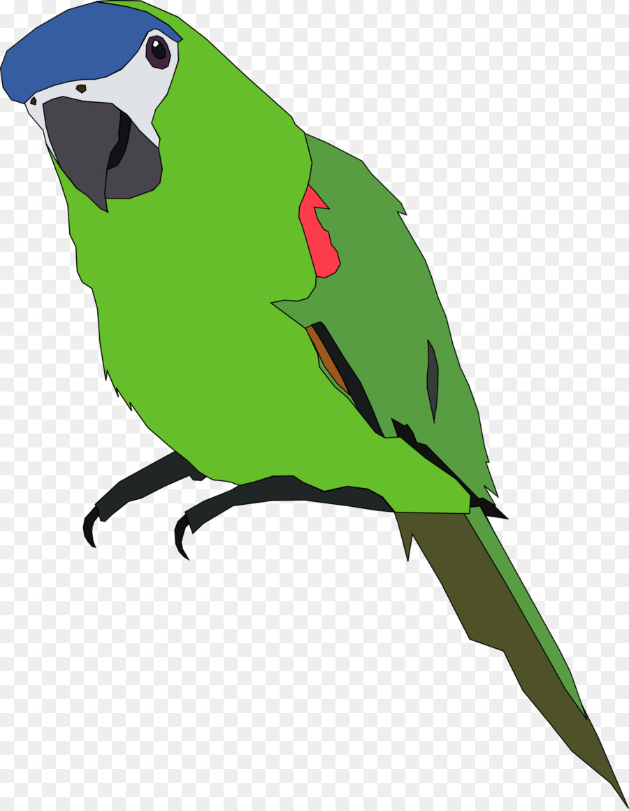 Papagaio Azul，Animal PNG