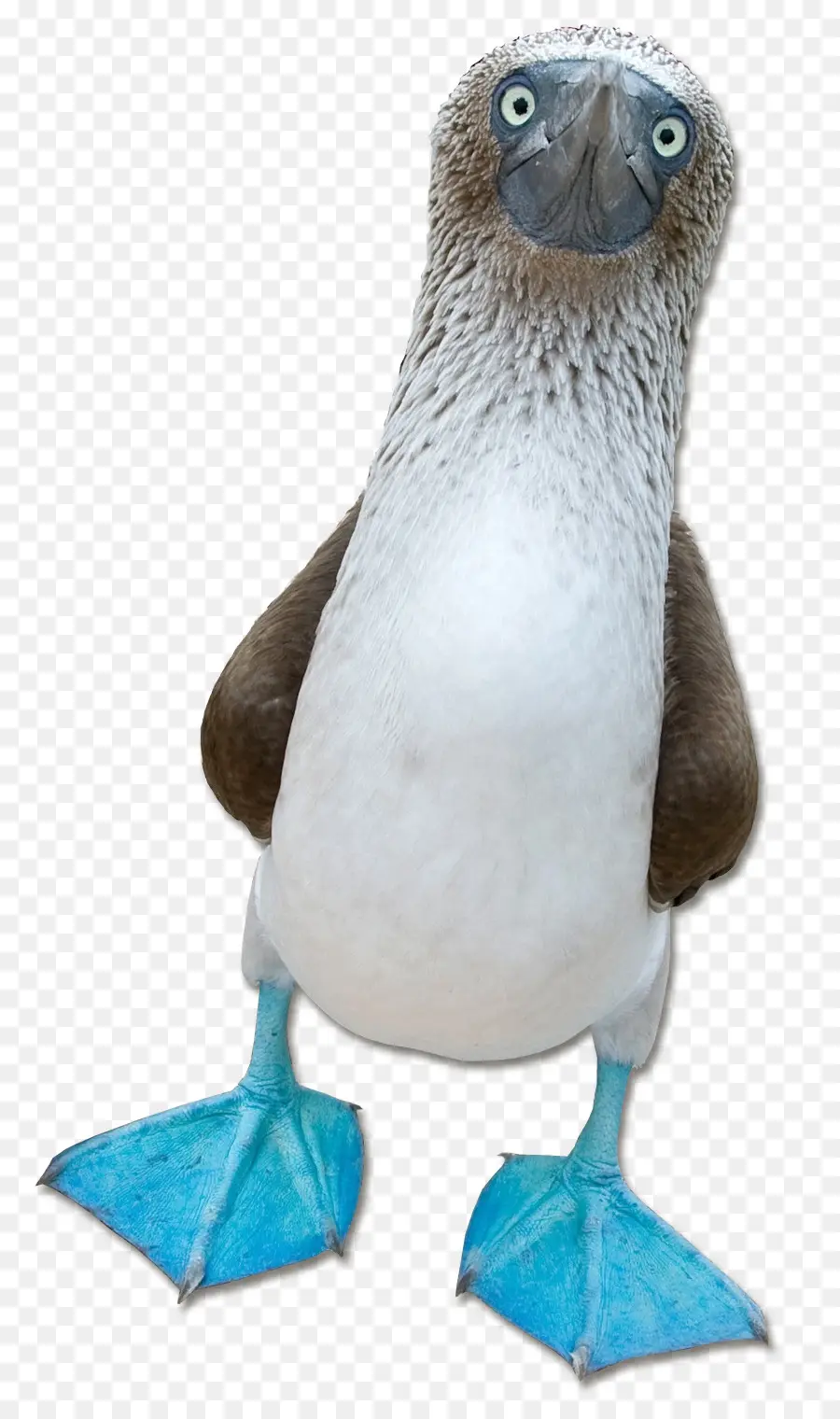 Booby，Bluefooted Booby PNG