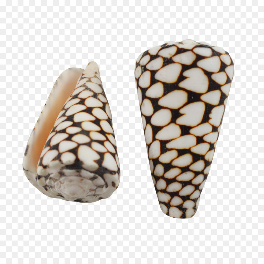 Seashell，Conus Marmoreus PNG