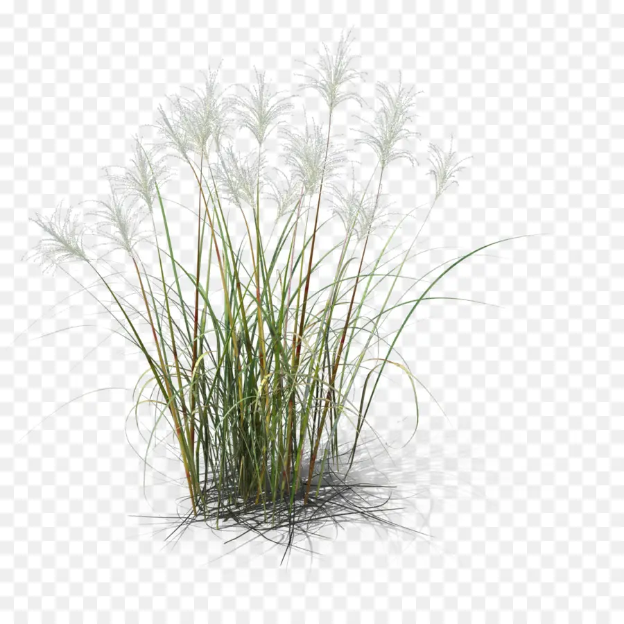 Planta Herbácea，Comum Reed PNG