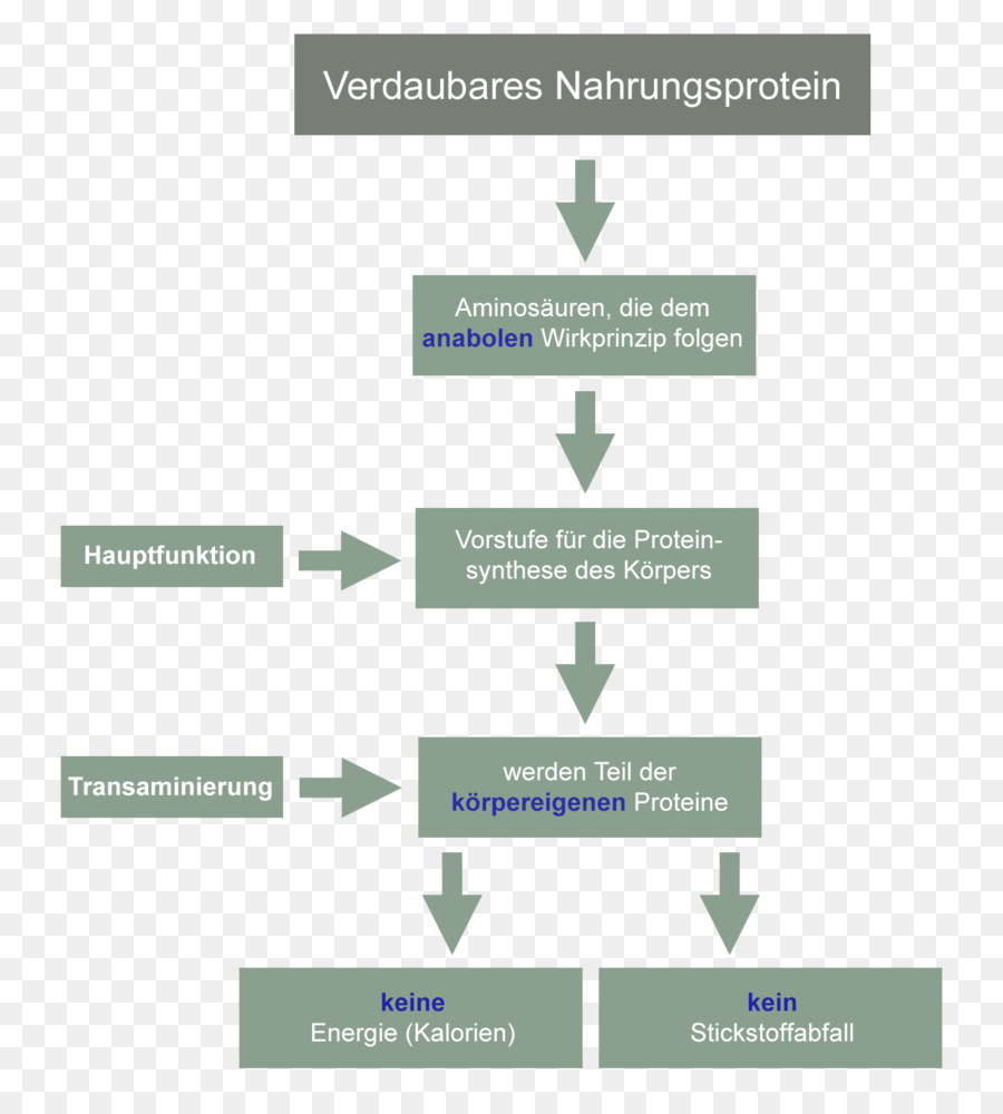 Aminoácidos，Aminoácidos Essenciais PNG