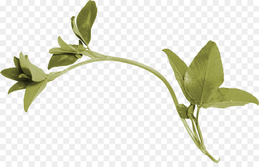 Planta Verde，Filial PNG