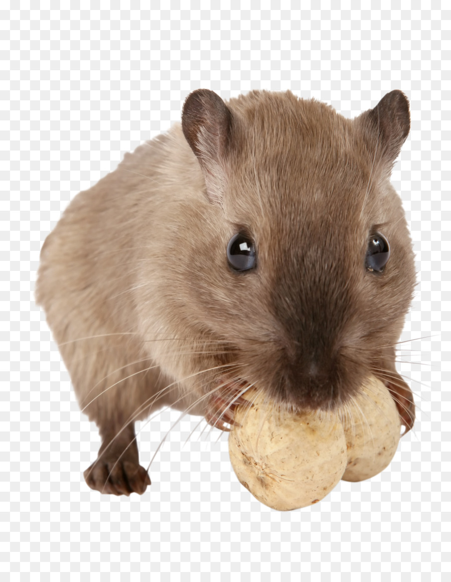 Gerbil，Hamster PNG