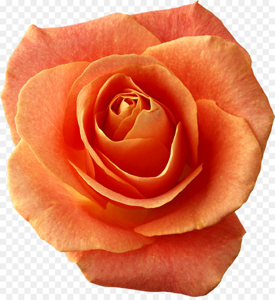 Rosa Vermelha，Florescer PNG