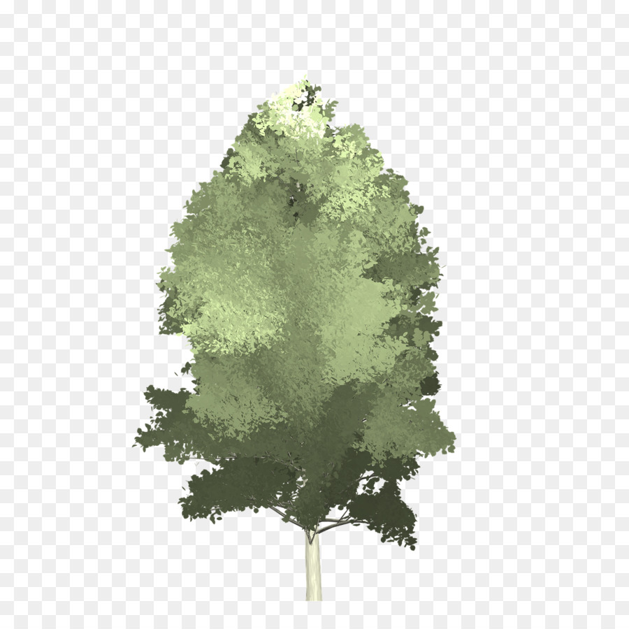 Árvore Verde，Floresta PNG