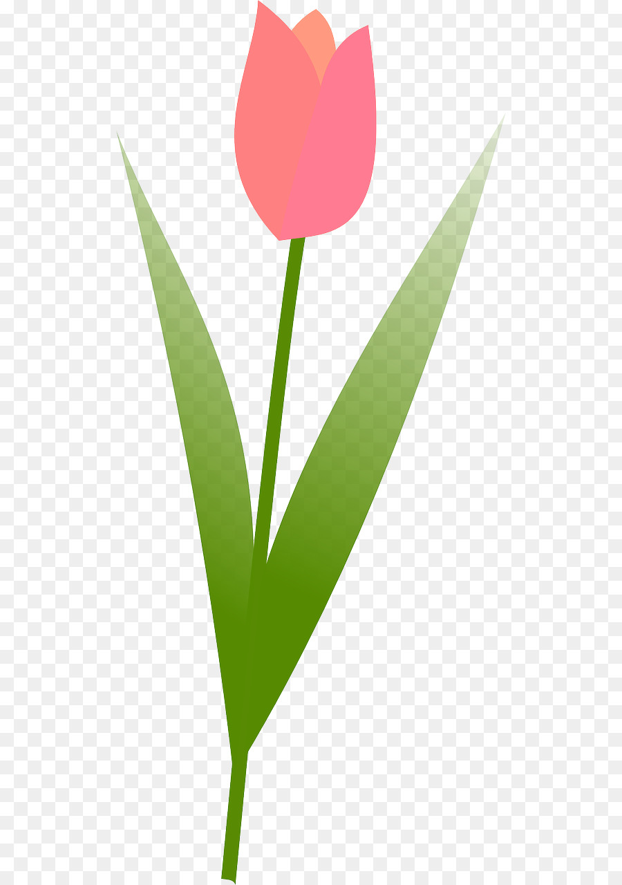 Tulip，Domínio Público PNG