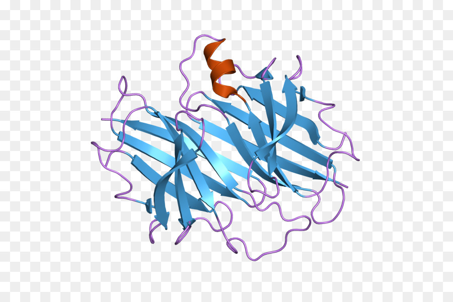 Estrutura Proteica，Molécula PNG