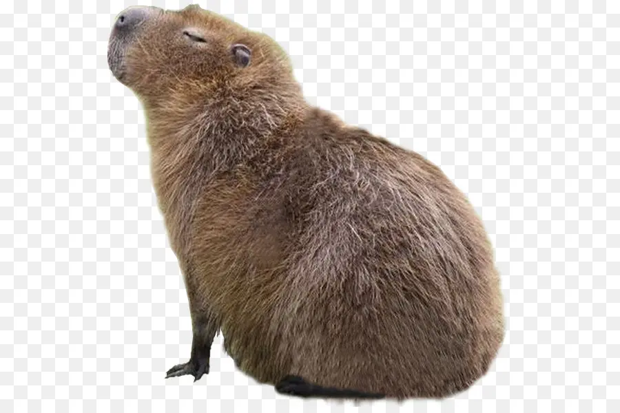 Capivara，Bigodes PNG