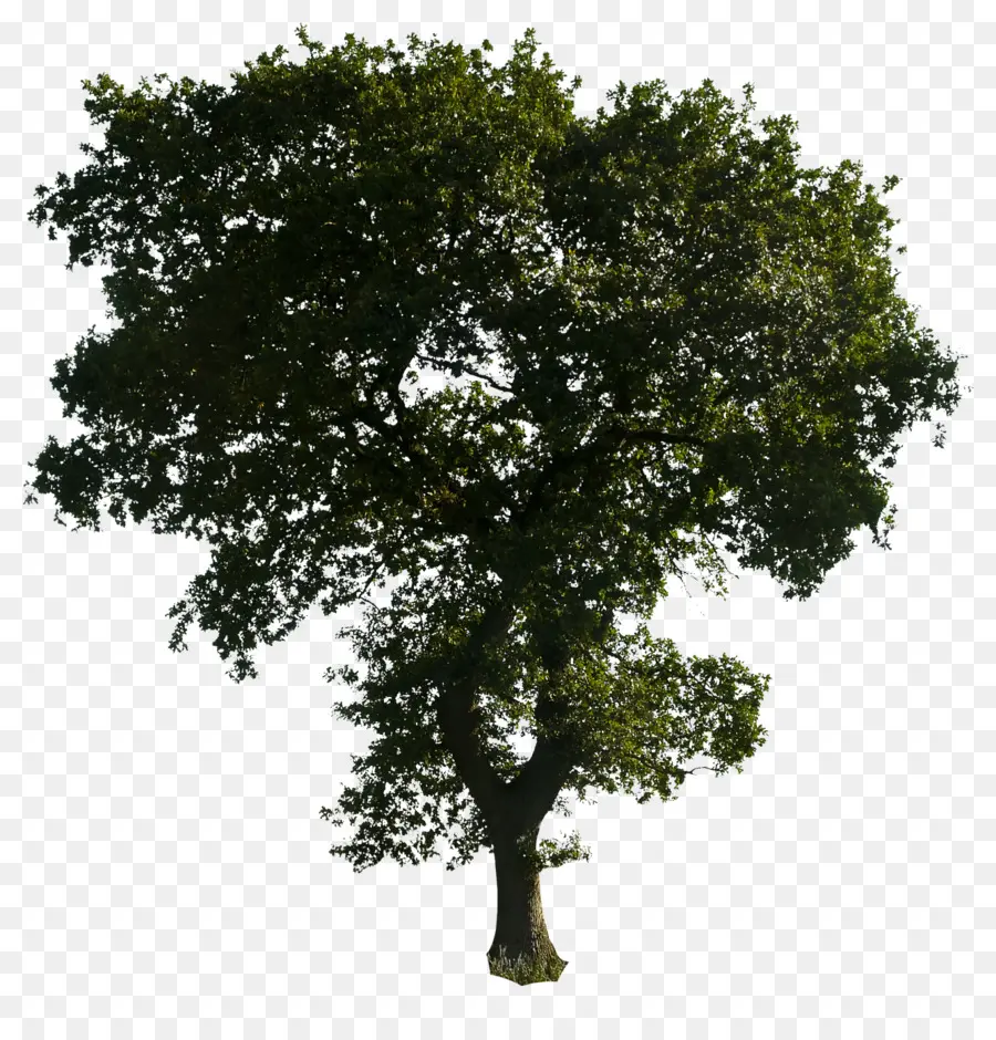 Árvore Verde，Natureza PNG