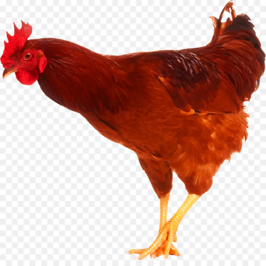 Frango，Pássaro PNG