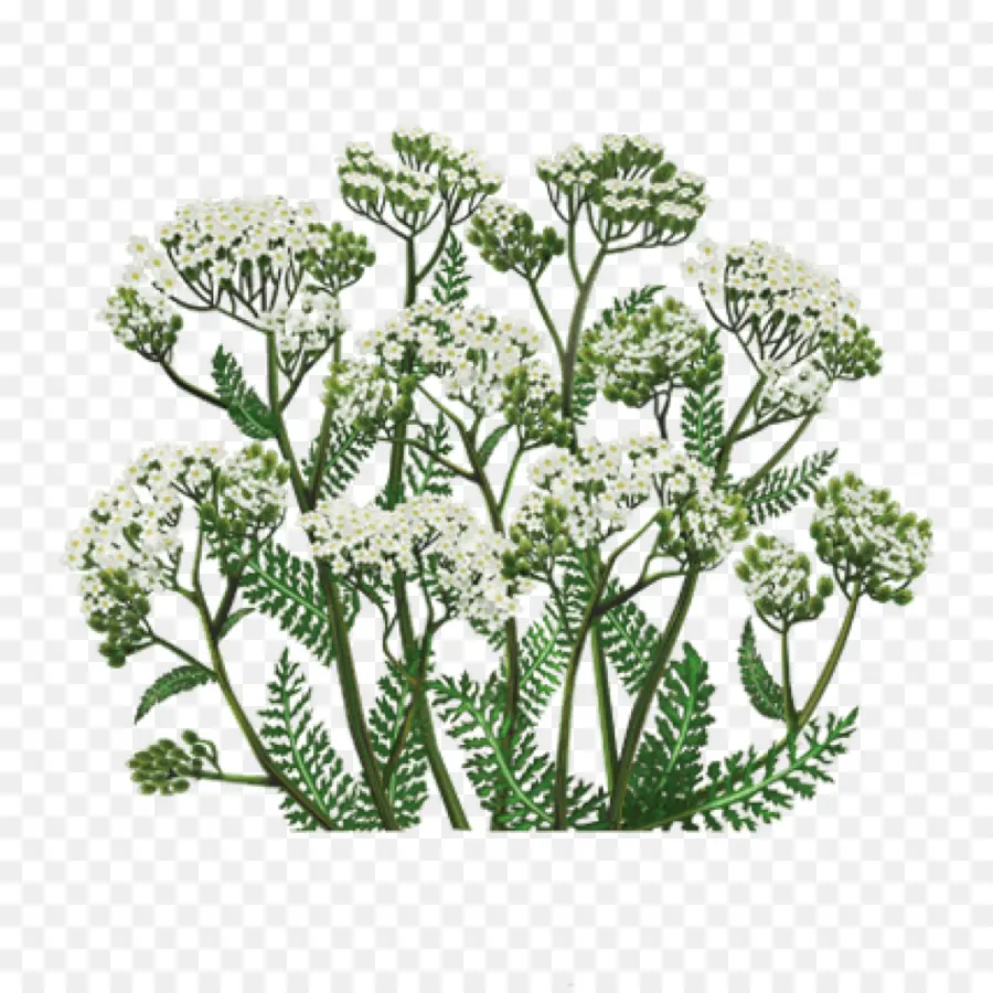 Yarrow，Plantas Medicinais PNG