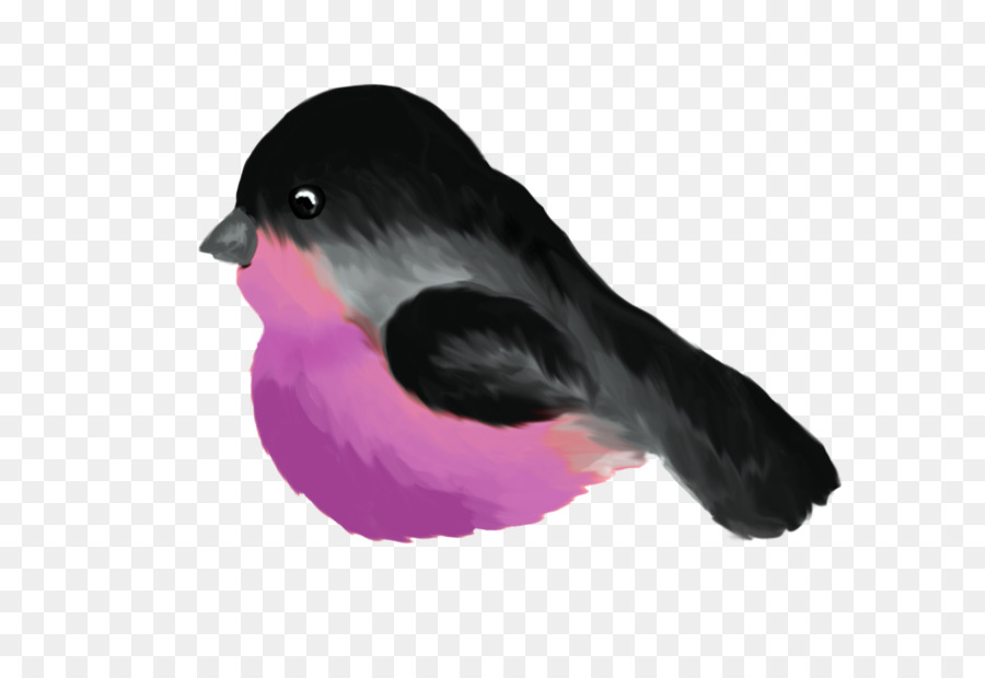 Aves，Bico PNG