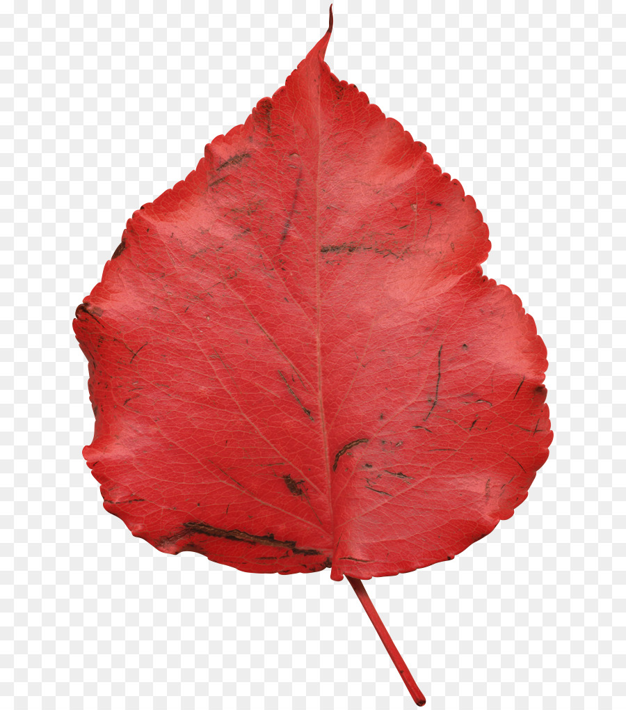 Folha，Planta PNG