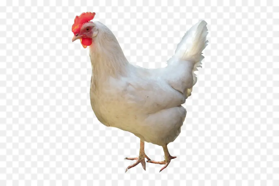 Frango，Galinha PNG