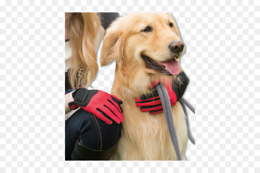 Golden Retriever，Equestre Luvas PNG