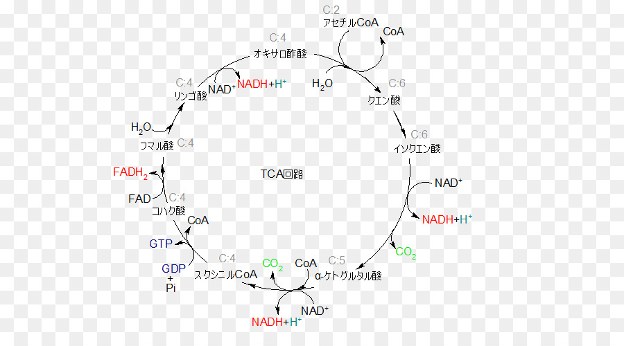 Ciclo Do ácido Cítrico，Nicotinamida Adenina Dinucleotídeo PNG