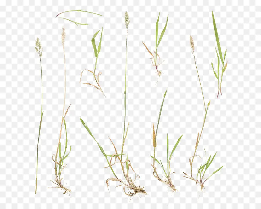 Sweet Grass，Planta De Haste PNG