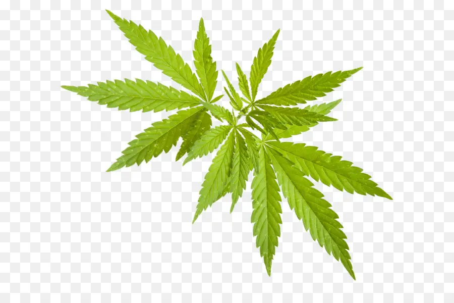 Cannabis，Fotografia De Stock PNG