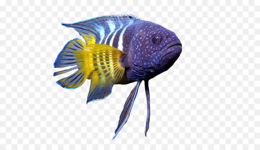 Peixe Colorido，Aquático PNG